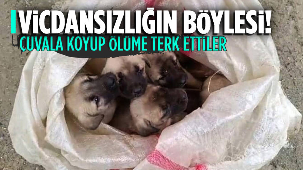 Yavru köpekleri ağzı bağlı çuvalların içine koyup çöpe attılar!