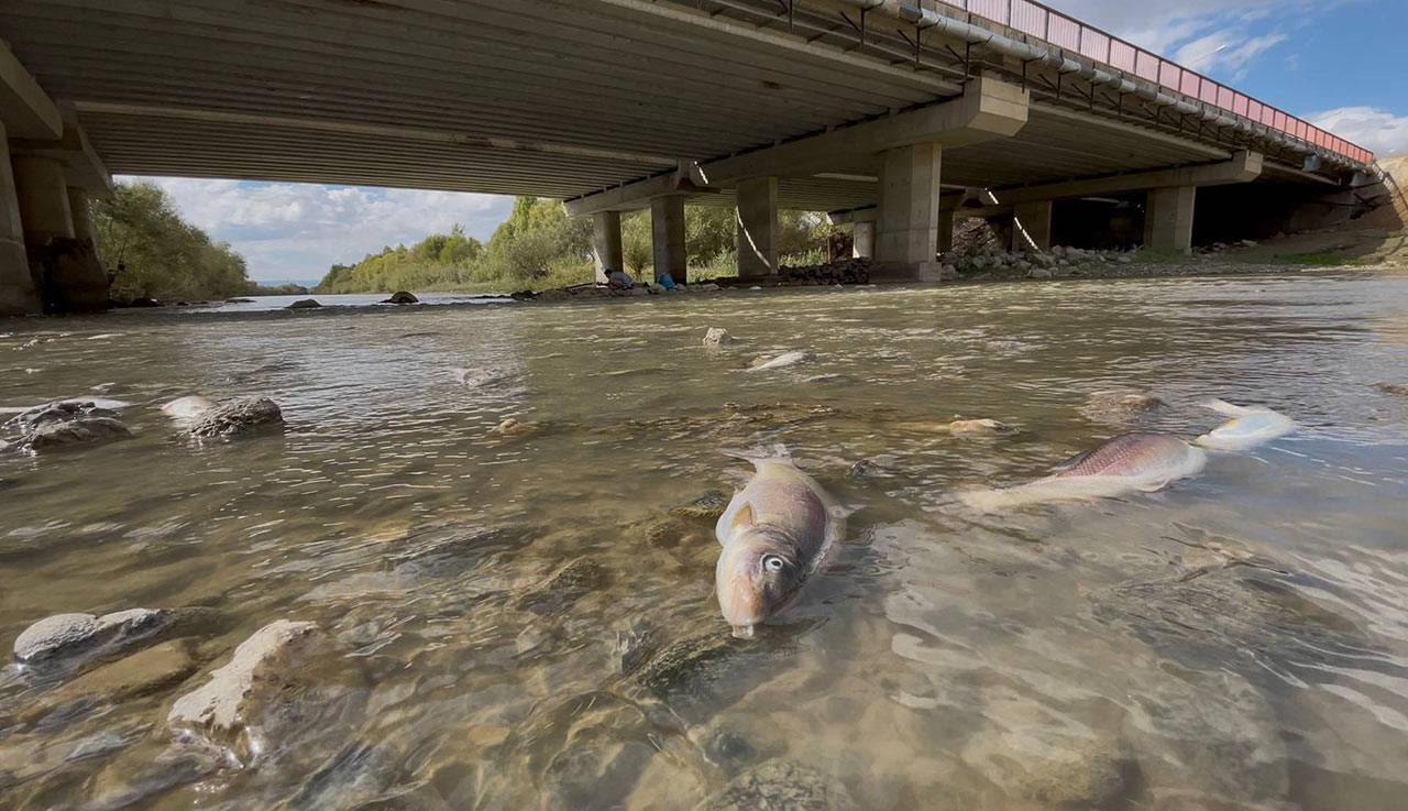 Karasu Nehri'nde balık ölümleri sürüyor