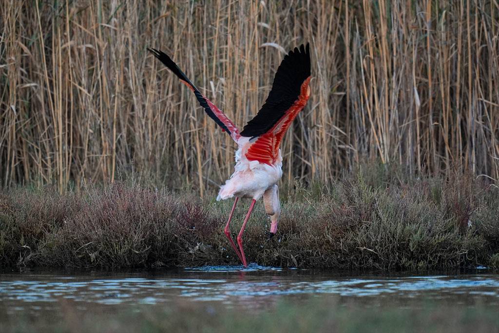 Flamingolar, Çakalburnu Lagünü'nde dinlenirken görüntülendi