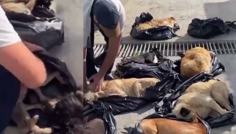 Gebze Belediyesi'nde skandal! Köpekleri poşete koyarak konteynere attılar