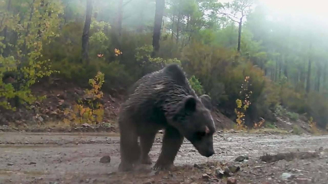 Muğla'daki yaban hayatından kareler