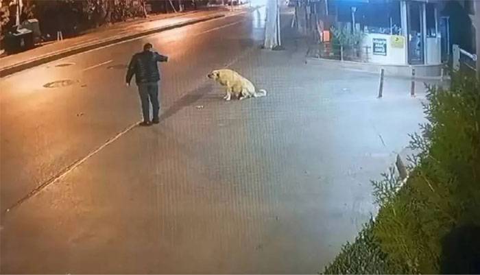 İstanbul'da köpeğe silah çeken zanlı tutuklandı