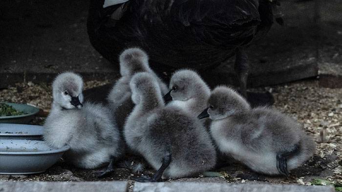 Kuğulu Park'ta 5 kuğu yavrusu dünyaya geldi