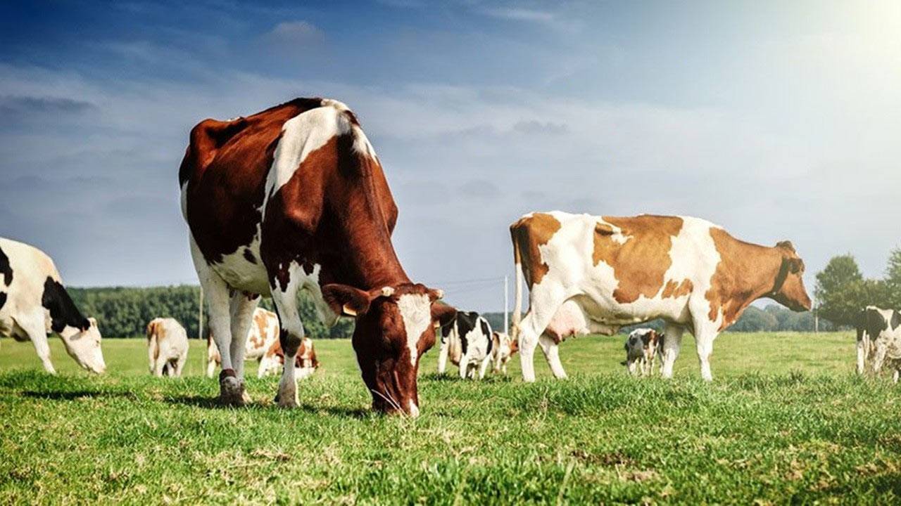 Mamak Belediyesinden ekonomiye ve doğaya katkı