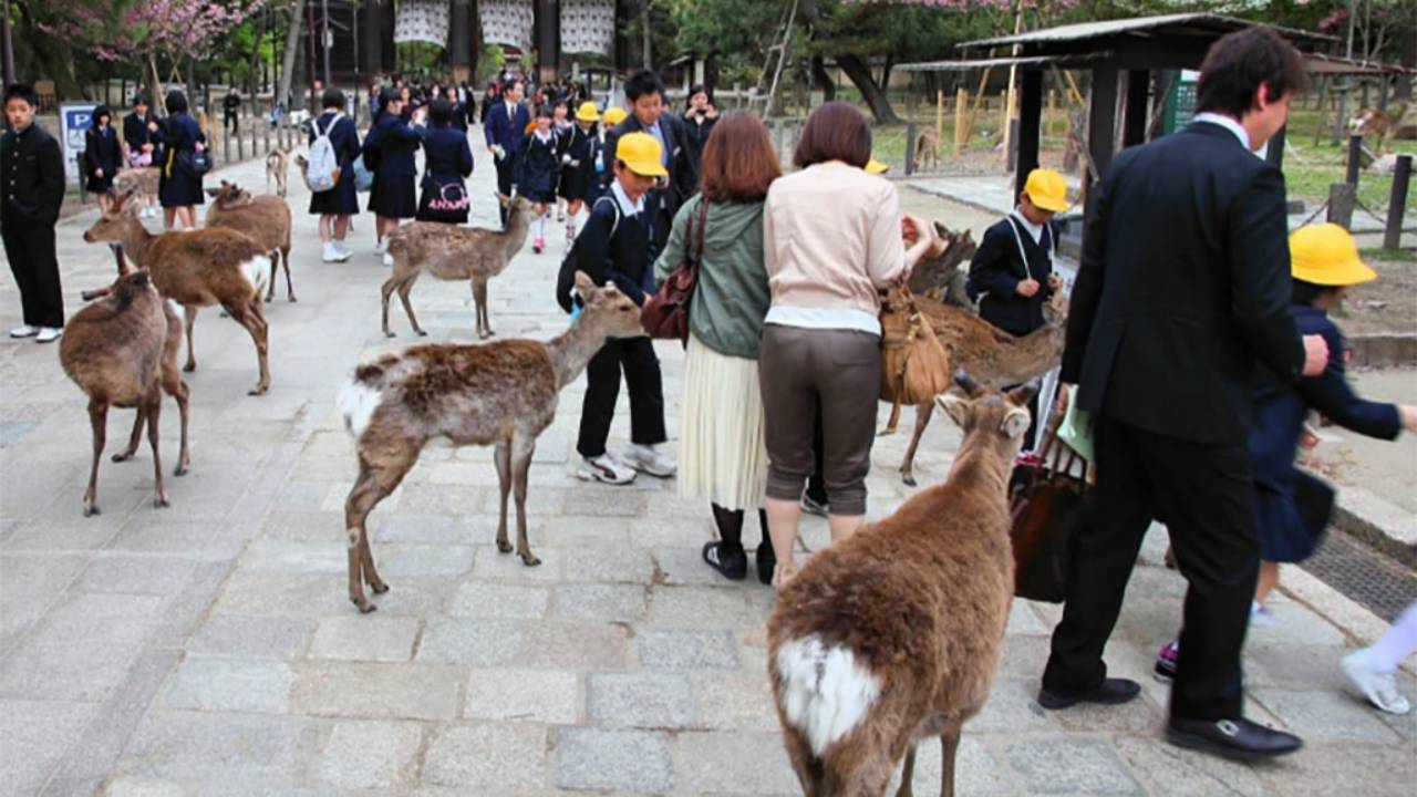 Japonya'da geyik saldırılarında artış başladı