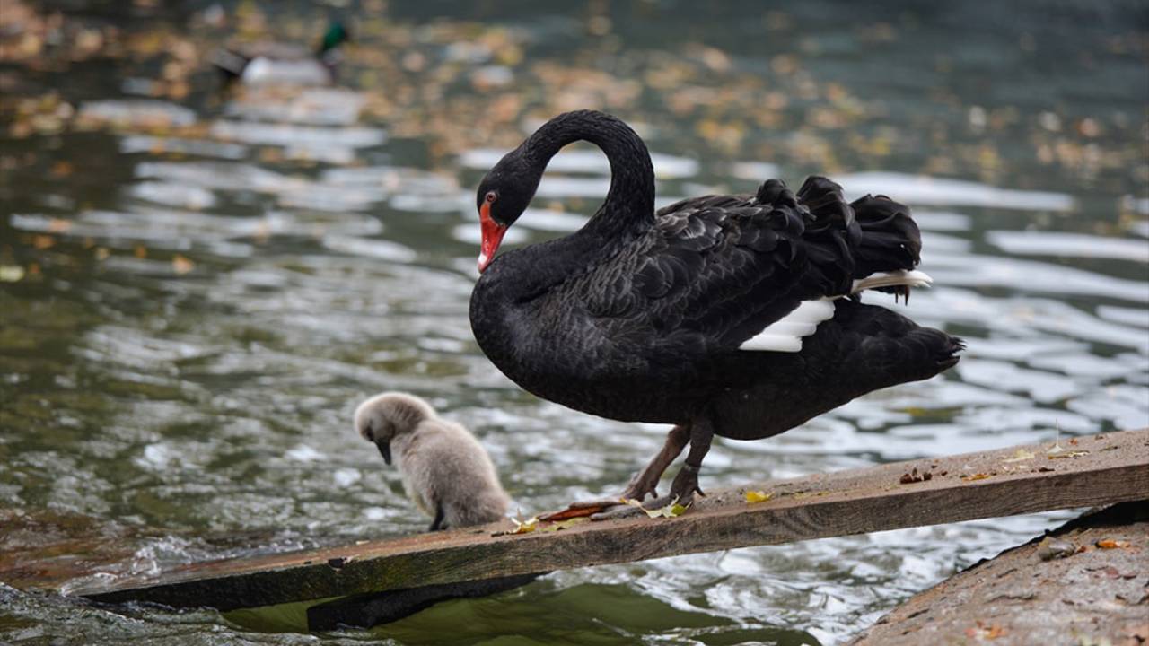 Kuğulu Park'ta sonbahar... Hayvanlar, yaşam alanlarında görüntülendi!