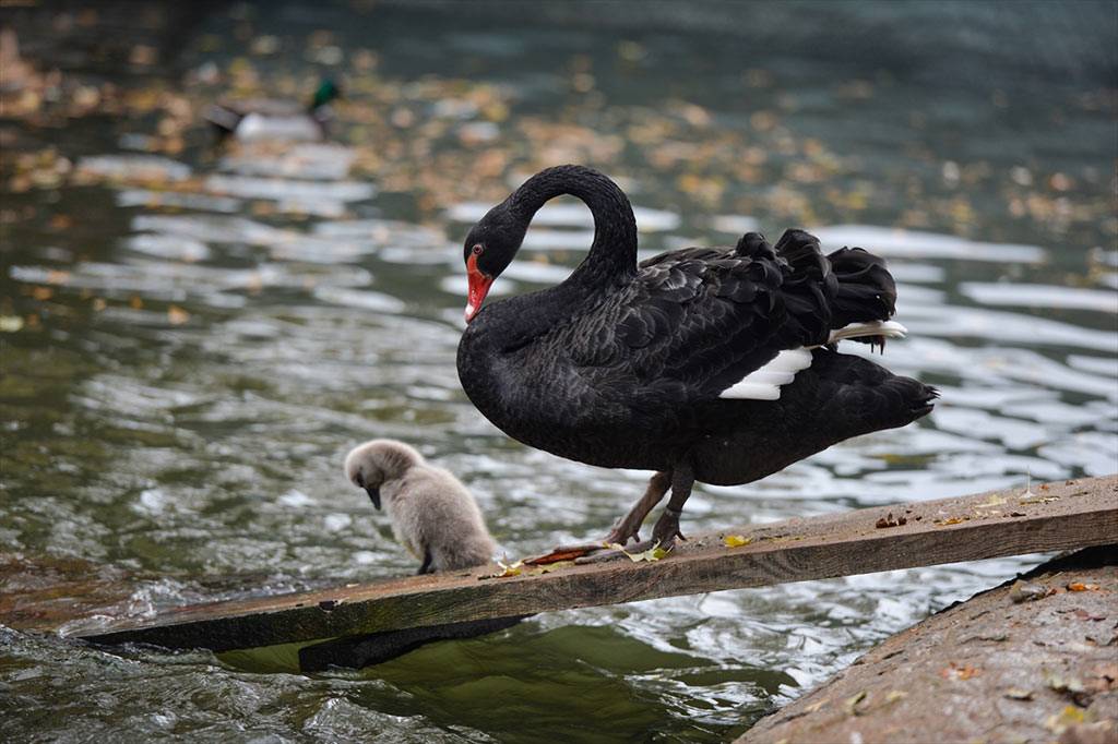 Kuğulu Park'ta sonbahar... Hayvanlar, yaşam alanlarında görüntülendi