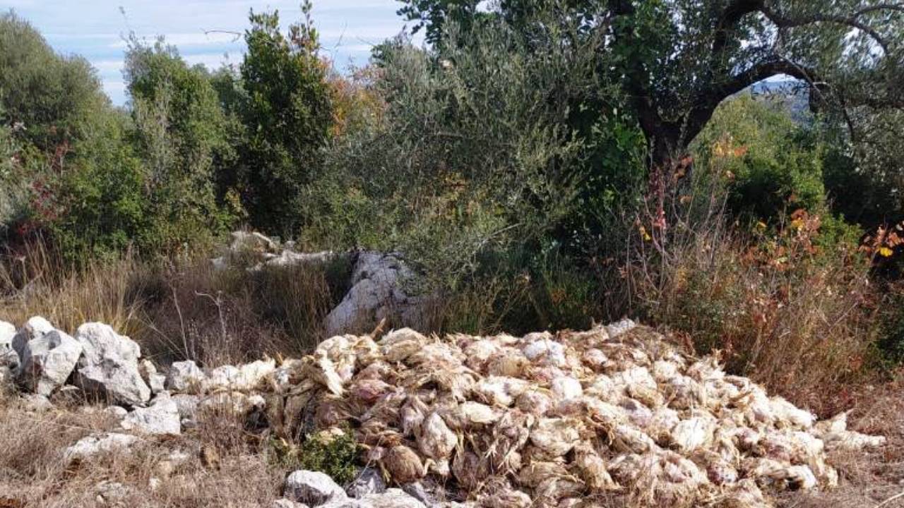 Mersin'de boş araziye bırakılmış yüzlerce ölü tavuk bulundu