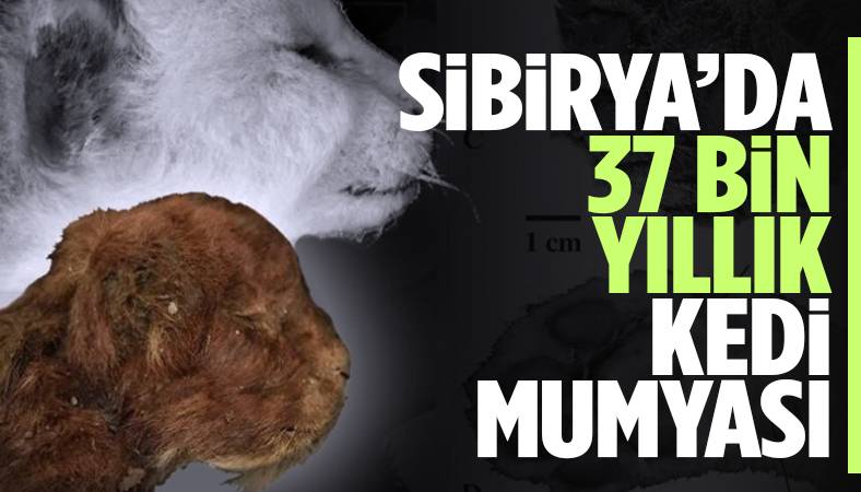 Sibirya’da 37 bin yıllık kılıç dişli kedi mumyası! Dikkat çeken detay…