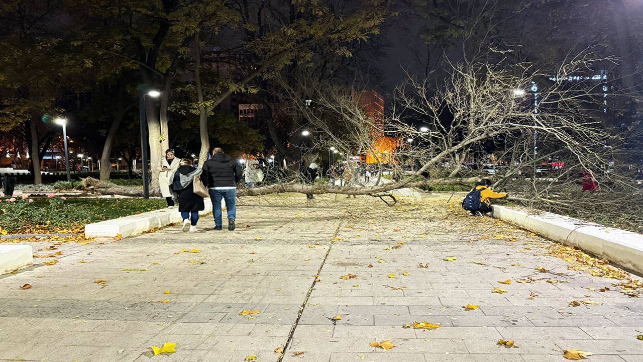 Ankara'da rüzgar etkili oldu! Ağaç devrildi