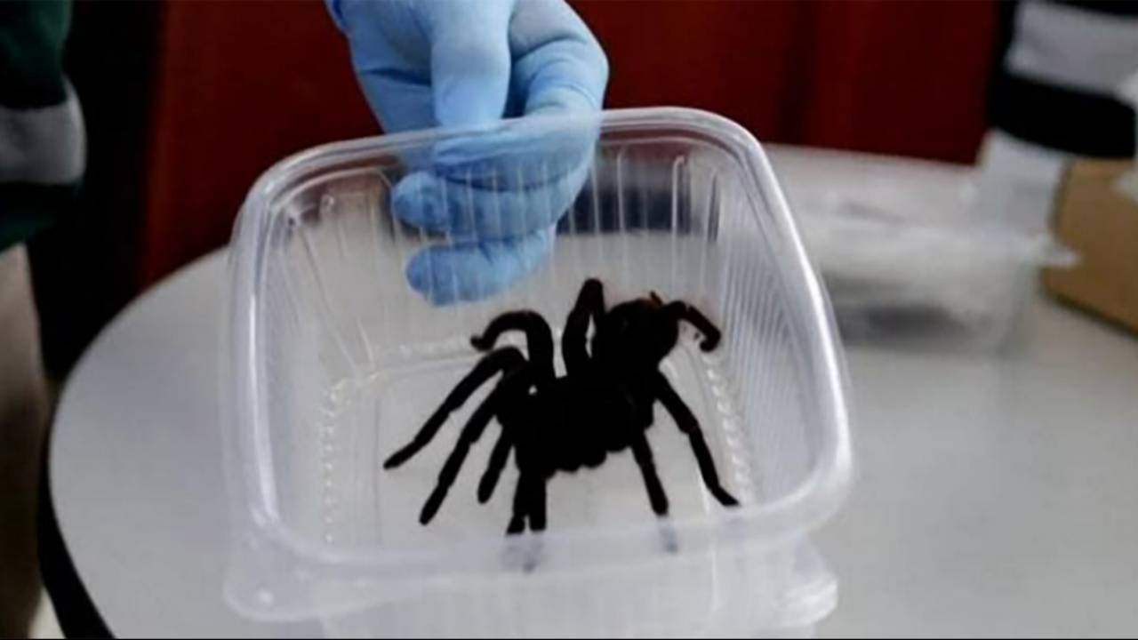 Peru’da tarantula operasyonu