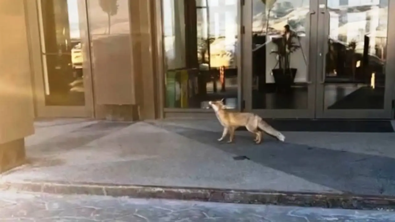 Görüntüler Ankara'dan... Yiyecek arayan tilki böyle görüntülendi...