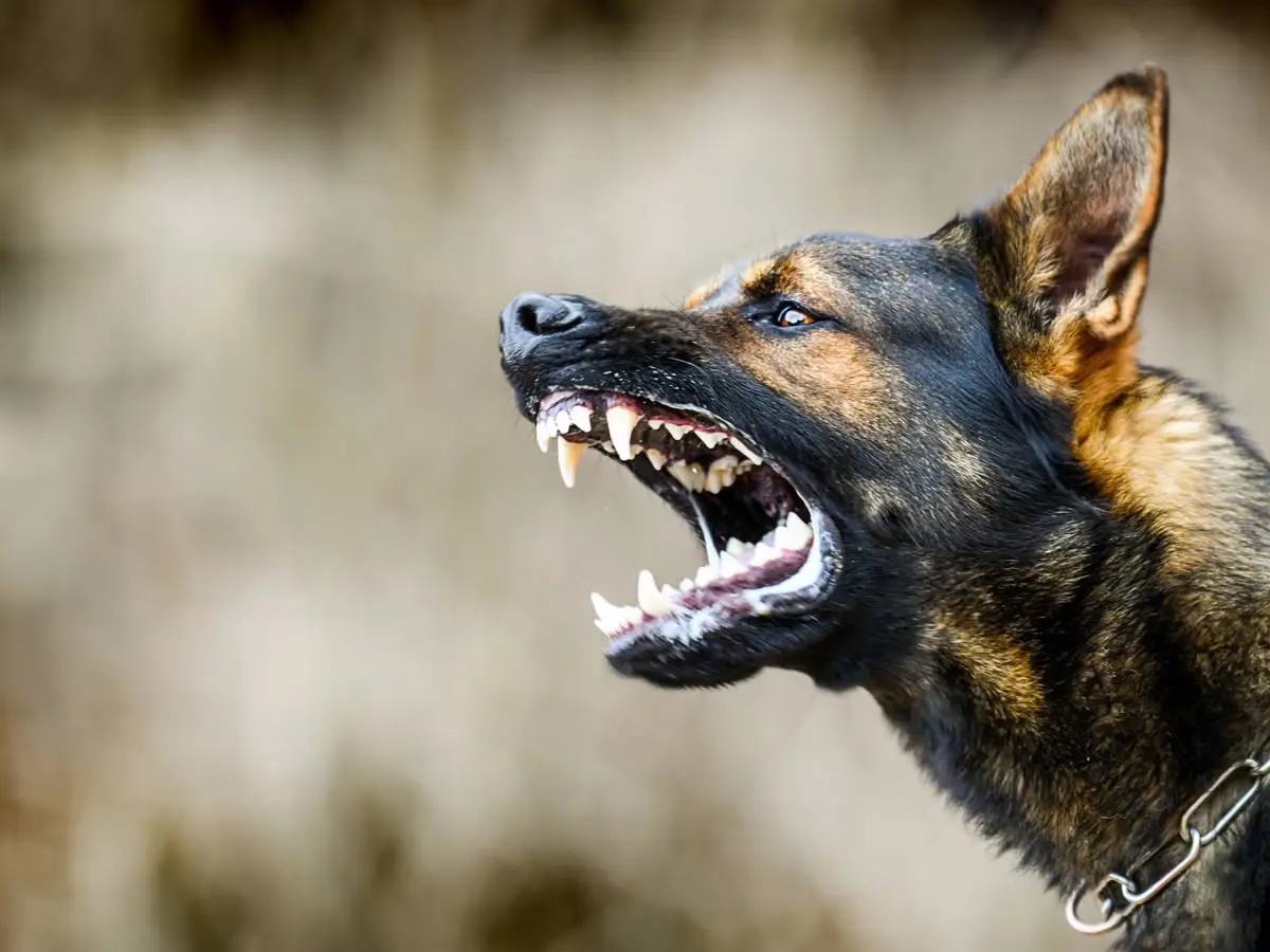 Mamak Belediyesi köpeklere sokakta bakıyor