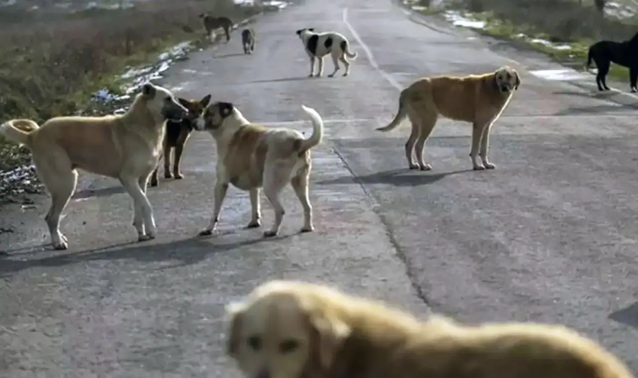 Ankara'da sahipsiz köpek sorunu! Vatandaşlar tedirgin oluyor