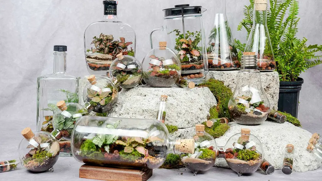 Terrarium bakımı nasıl yapılır?