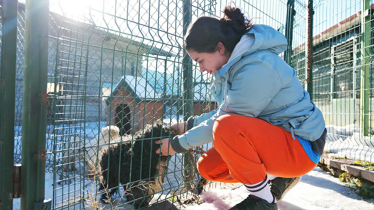 Keçiören Belediyesi 3 köpeği daha sahiplendirdi