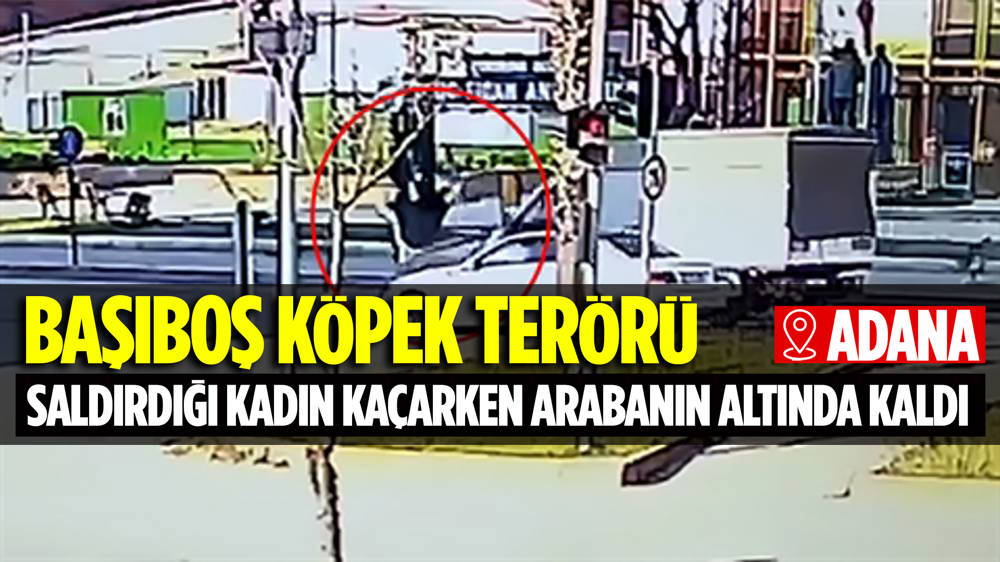 Adana'da ekmek almaya çıkan kadına köpeklerden kaçarken otomobil çarptı 