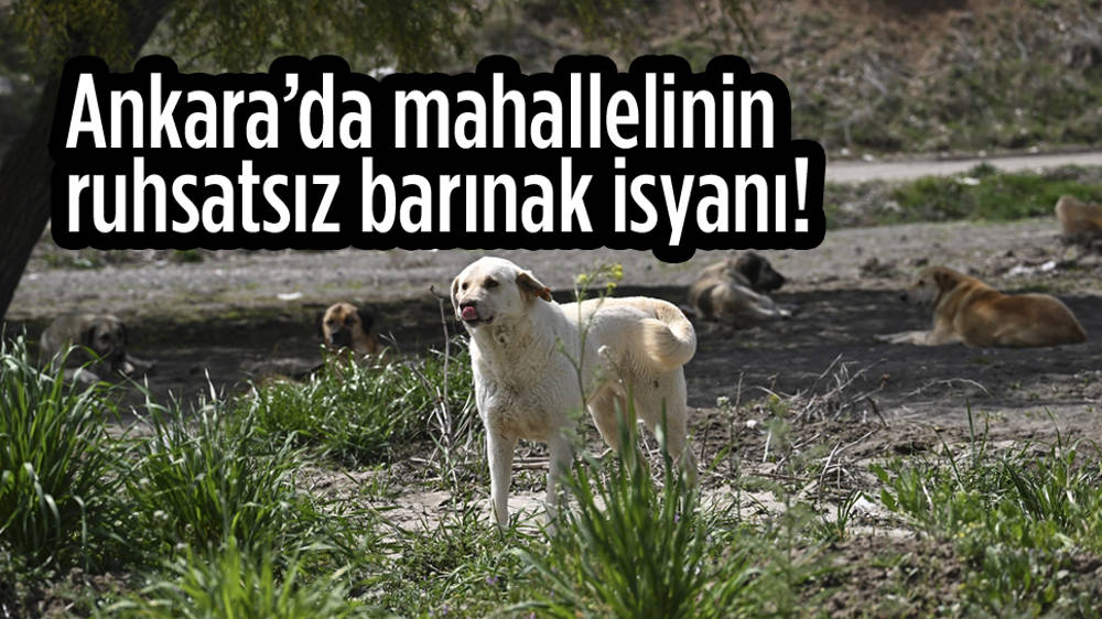 Ankara Gölbaşı'nda mahalle sakinleri köpeklerden şikayetçi!