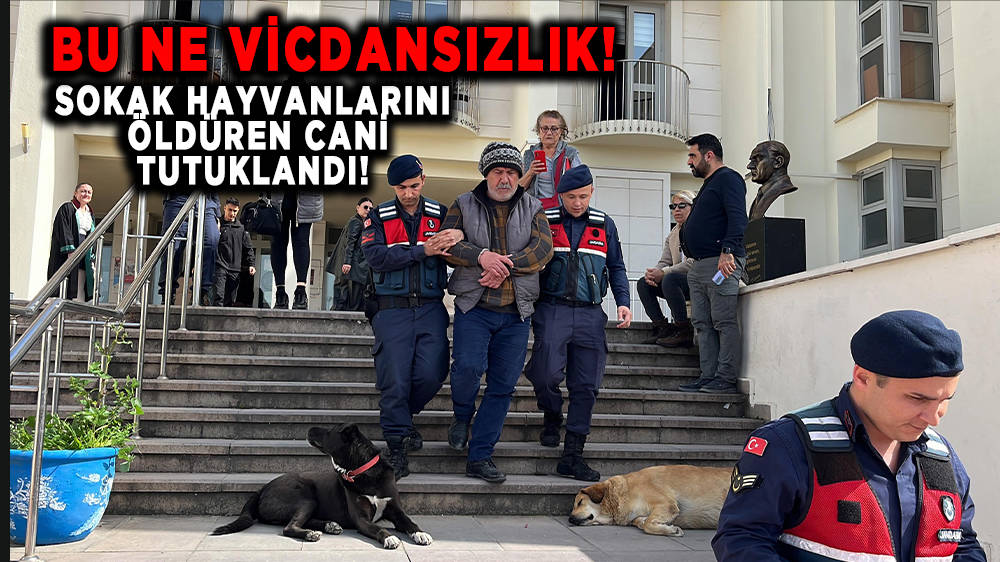 Bodrum'da 4 köpek ile 3 kediyi zehirleyerek öldüren şüpheliyi özel ekip yakaladı