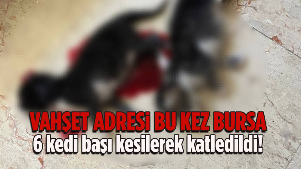 Bursa'da hayvan vahşeti, 6 kedinin başı kesildi 