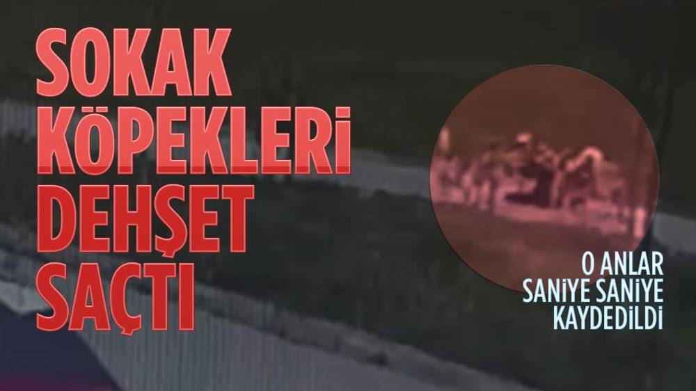 Bursa'da sokak köpeklerinin saldırdığı kişi yaralandı