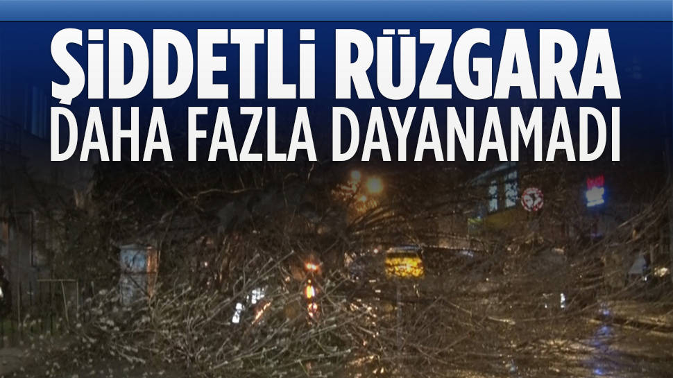 Çankaya'da şiddetli rüzgar ağacı devirdi