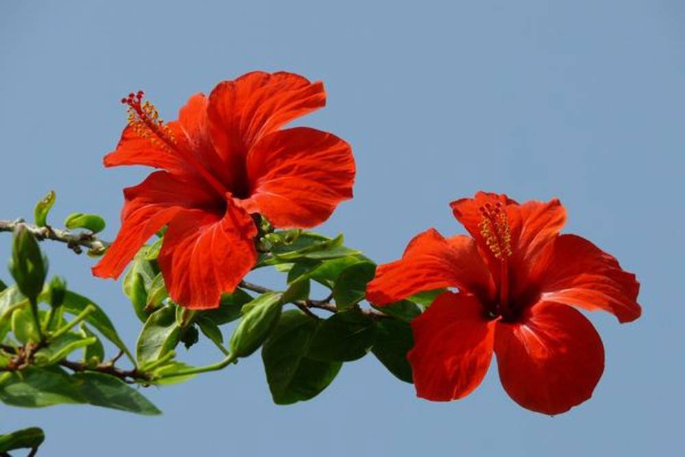 Hibiskus nedir?