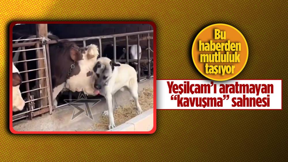 Köpeğin çiftliğe geri dönen büyükbaşa sevgi gösterisi  ve kavuşma anları gündem oldu