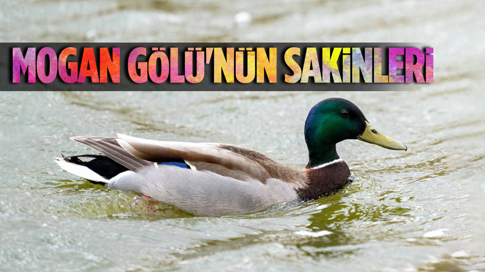 Mogan Gölü'nün sakinleri...