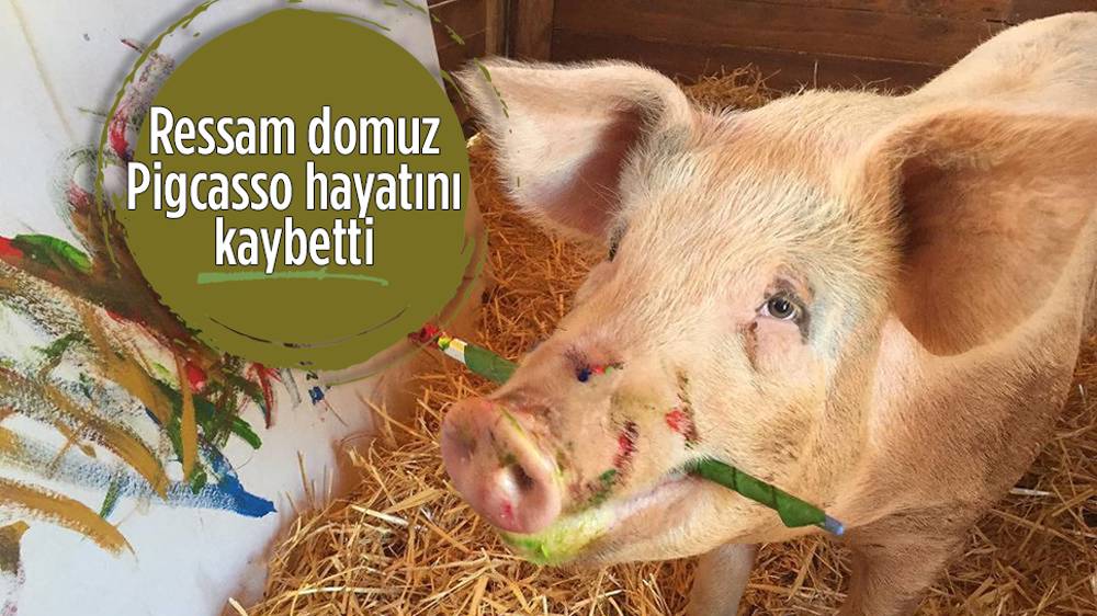 Ressam domuz ‘Pigcasso’ hayatını kaybetti