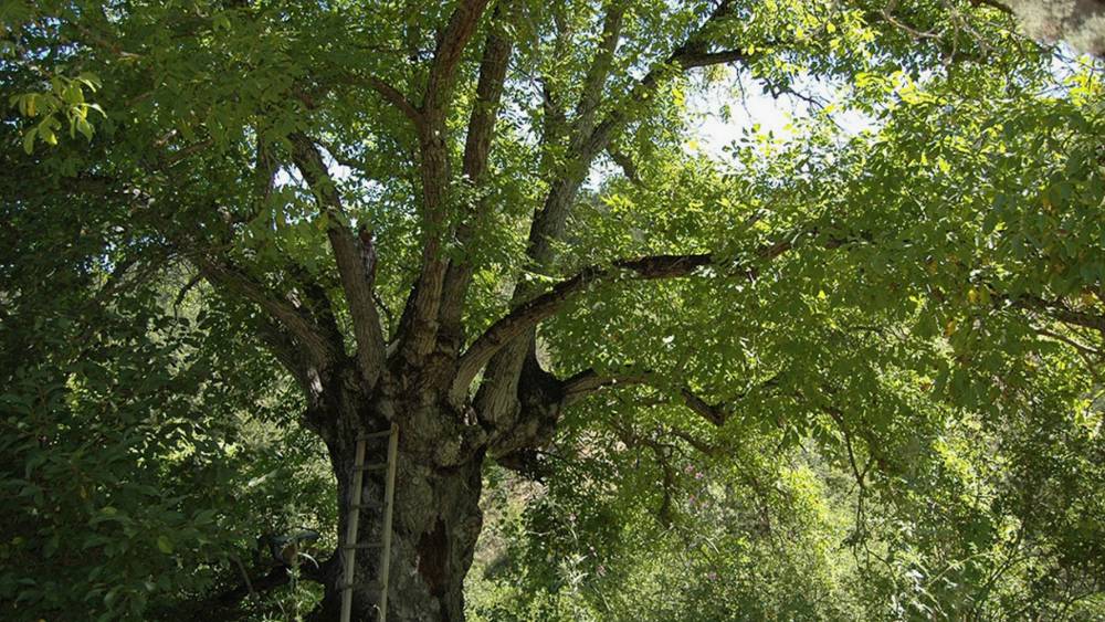 Rüyada Ceviz Ağacından Düştüğünü Görmek Ne Anlama Gelir?