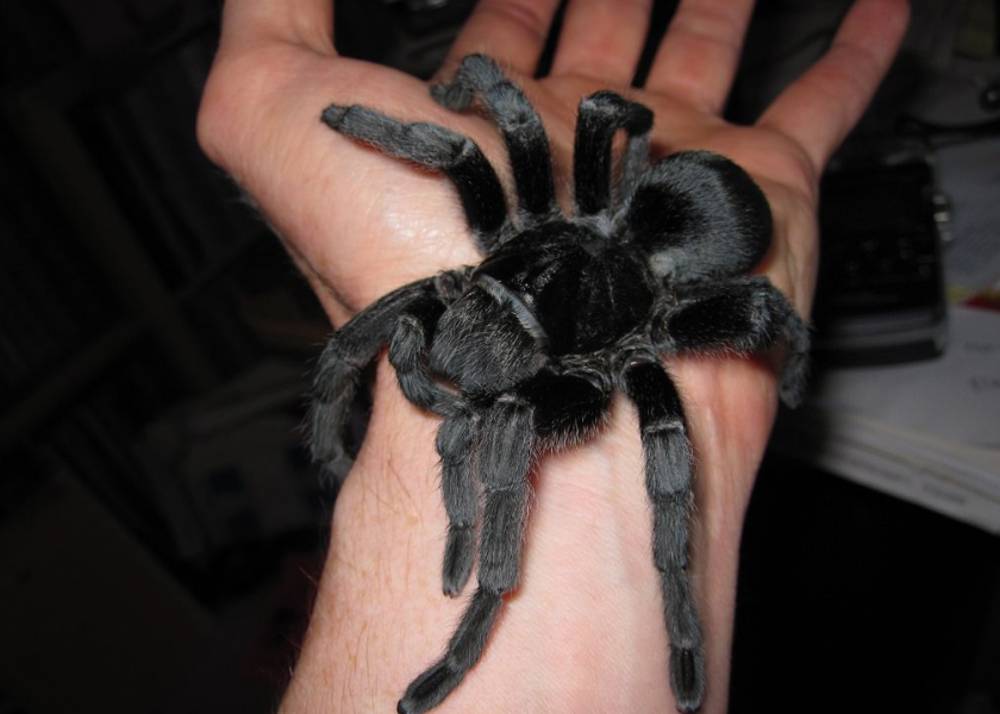 Rüyada Siyah Tarantula Görmek Ne Anlama Gelir?