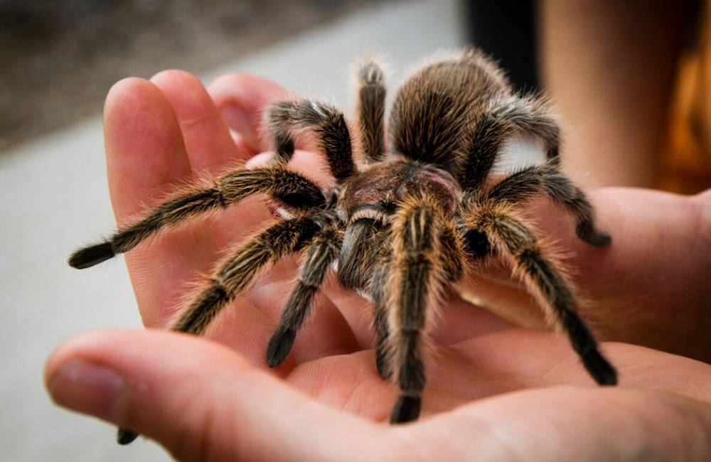 Rüyada Tarantula Görmek Ne Anlama Gelir?