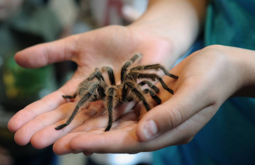 Rüyada Tarantula Isırması Ne Anlama Gelir?