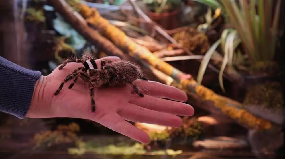 Rüyada Tarantula Öldürmek Ne Anlama Gelir?