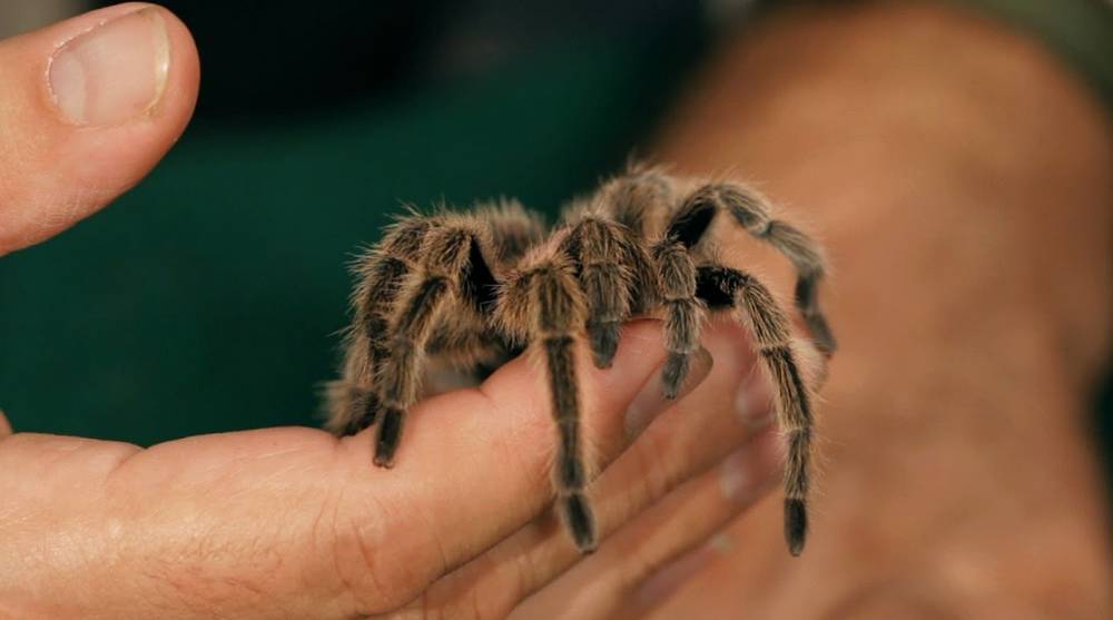 Rüyada Tarantula Sokması Ne Anlama Gelir?