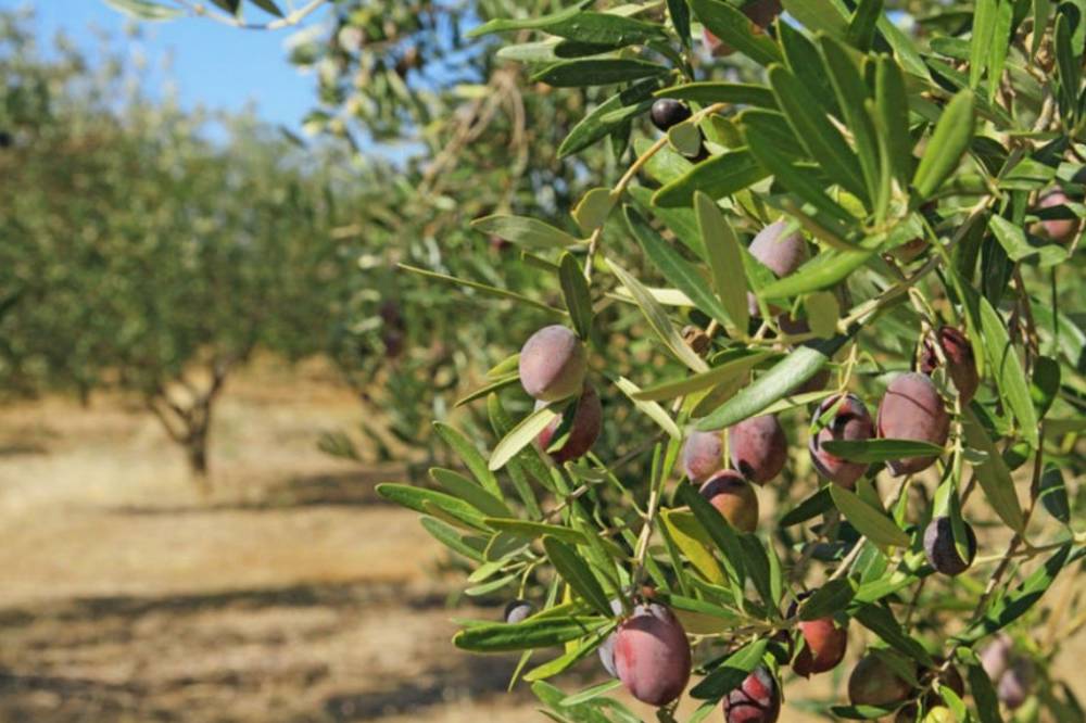 Rüyada Zeytin Ağacı Dikmek Ne Anlama Gelir?