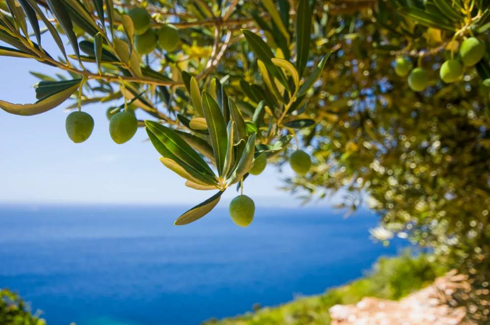 Rüyada Zeytin Ağacı Görmek Ne Anlama Gelir?