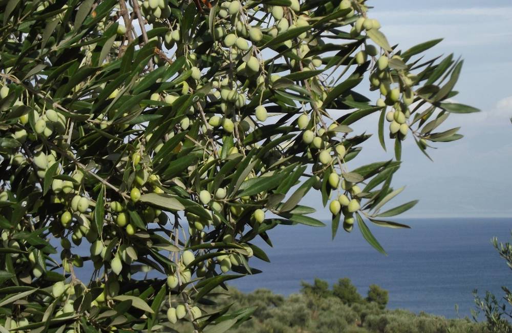 Rüyada Zeytin Ağacı Sulamak Ne Anlama Gelir?