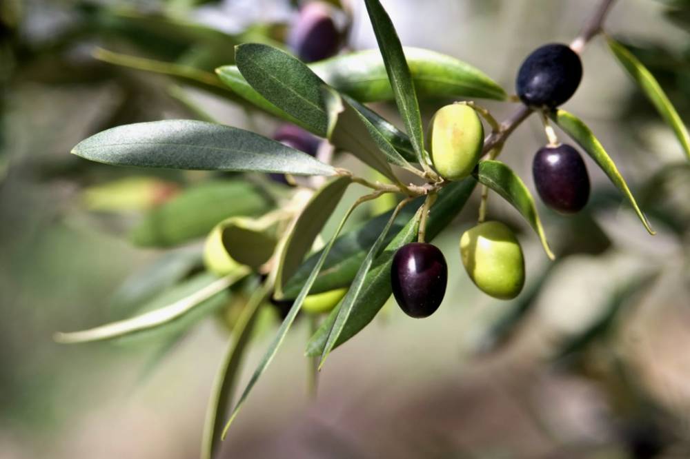 Rüyada Zeytin Ağacında Zeytin Görmek Ne Anlama Gelir?