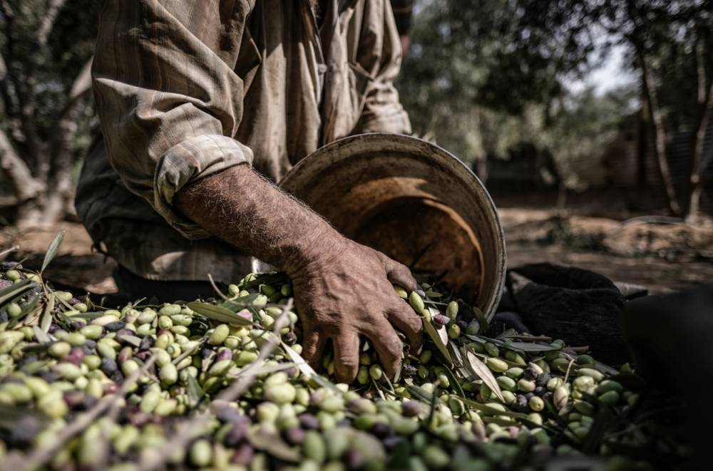 Rüyada Zeytin Toplamak Ne Anlama Gelir?