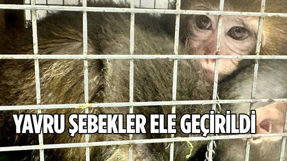 Şırnak'ta yavru Hint şebekleri ele geçirildi