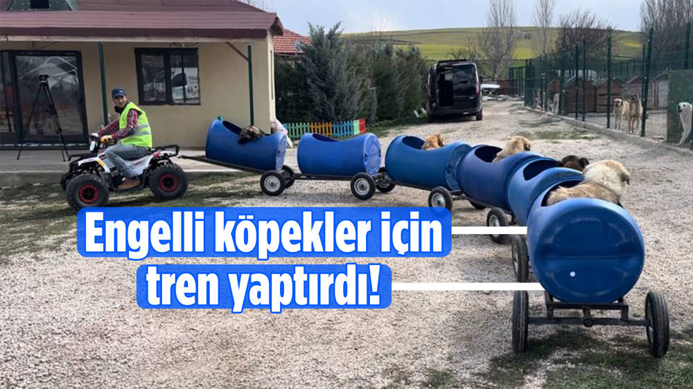 Buket Özgünlü'den köpekler için anlamlı hareket... 