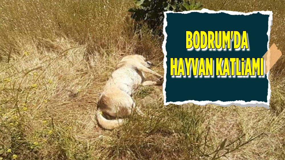 Bodrum'da hayvanları zehirleyerek öldürdüler