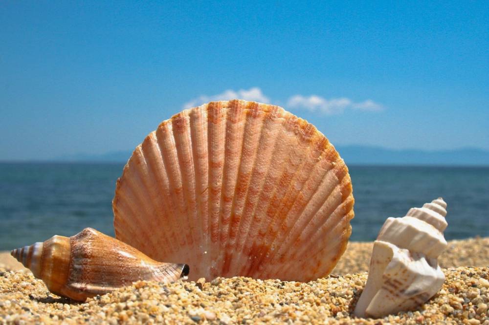 Rüyada Deniz Kabuğundan Deniz Sesi Duymak Ne Anlama Gelir?