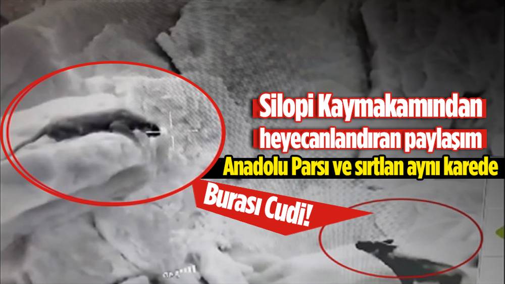 Cudi Dağı'nda, Anadolu parsı ve sırtlanın karşı karşıya geldiği anlar termal kamerada