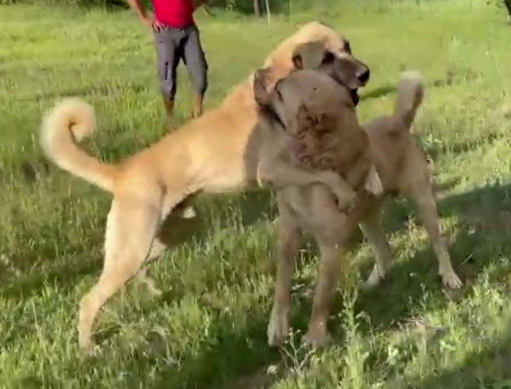 Tepki çeken köpek dövüşü savcılığı harekete geçirdi!