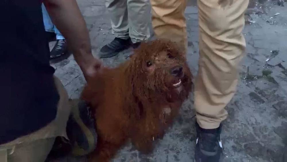 Çöken binanın enkazından 12 saat sonra bir köpek canlı olarak kurtarıldı