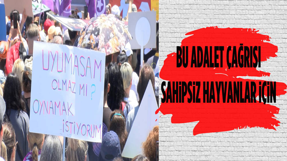 Sahipsiz hayvanlar için ‘Adalet' çağrısı yapıldı 