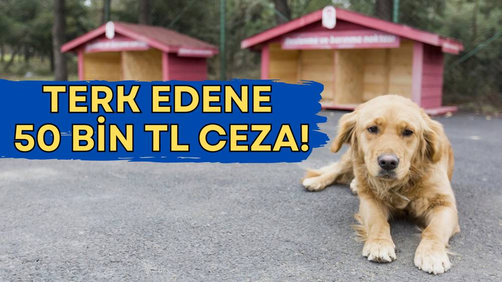 Sokak hayvanları düzenlemesi: Terk edenlerin cezası 10 kat artacak